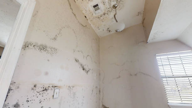 Best Mold Remediation for Healthcare Facilities  in Roseland, FL