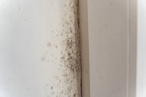 Best Forensic Mold Investigation  in Roseland, FL