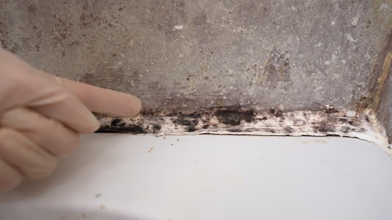  Roseland, FL Mold Removal Pros