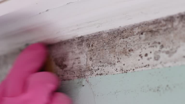 Best Air Quality Testing for Mold Spores  in Roseland, FL